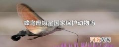蜂鸟鹰蛾是国家保护动物吗