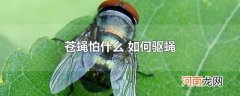 苍蝇怕什么 如何驱蝇