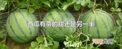 西瓜有蒂的甜还是另一半