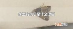 家里有蛾子是什么原因
