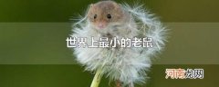 世界上最小的老鼠