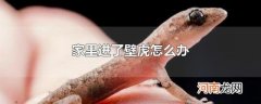 家里进了壁虎怎么办