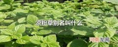 凉粉草别名叫什么