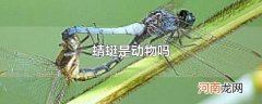 蜻蜓是动物吗