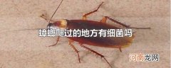 蟑螂爬过的地方有细菌吗