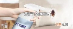 酒精能杀蟑螂吗