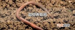 如何养蚯蚓