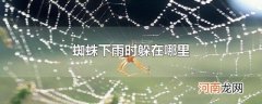 蜘蛛下雨时躲在哪里