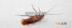 蟑螂怕蚊香吗