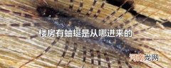 楼房有蚰蜒是从哪进来的