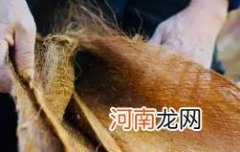 棕垫长虫子怎样消灭