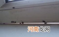 为什么窗户边死的虫子多