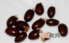 荔枝核能吃吗