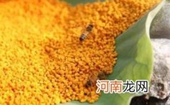 吃蜂花粉有什么好处