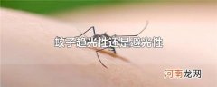 蚊子趋光性还是避光性