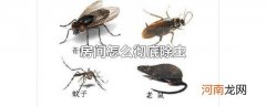 房间怎么彻底除虫