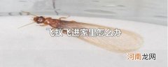 飞蚁飞进家里怎么办