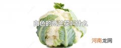 白色的西兰花叫什么