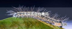 天幕毛虫有毒吗