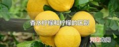 香水柠檬和柠檬的区别