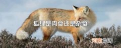 狐狸是肉食还是杂食