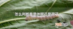 怎么判断蚕是休眠还是死了