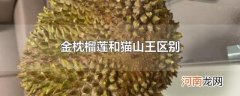 金枕榴莲和猫山王区别
