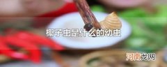 椰子虫是什么的幼虫