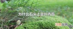 为什么石头上会长青苔