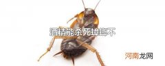 酒精能杀死蟑螂不