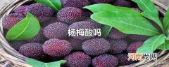 杨梅酸吗