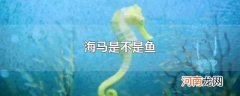 海马是不是鱼