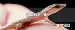 壁虎有牙齿吗