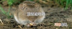 田鼠能吃吗