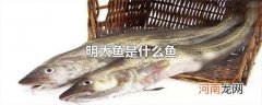 明太鱼是什么鱼