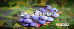 蓝莓一年四季都有吗