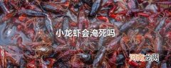 小龙虾会淹死吗