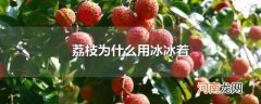 荔枝为什么用冰冰着