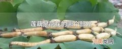 莲藕是荷花的哪个部分