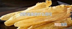 花胶是鱼的什么部位
