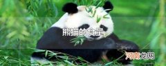 熊猫的食量