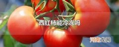 西红柿能冷冻吗