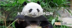 大熊猫一共有几种品种