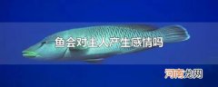鱼会对主人产生感情吗