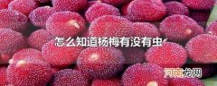 怎么知道杨梅有没有虫