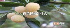 白色杨梅叫什么
