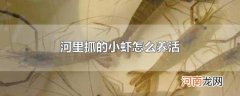 河里抓的小虾怎么养活