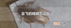 会飞的蟑螂怎么杀