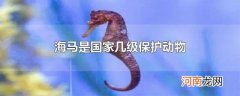 海马是国家几级保护动物