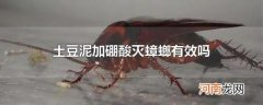 土豆泥加硼酸灭蟑螂有效吗